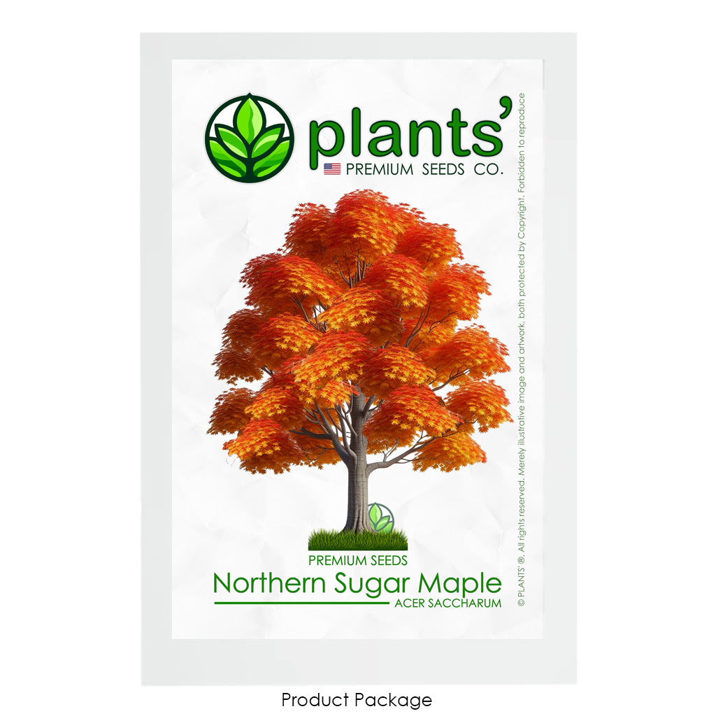 Northern Sugar Maple Tree | Premium Seeds | Acer saccharum 'Fall' |  Plants'® - Plants'