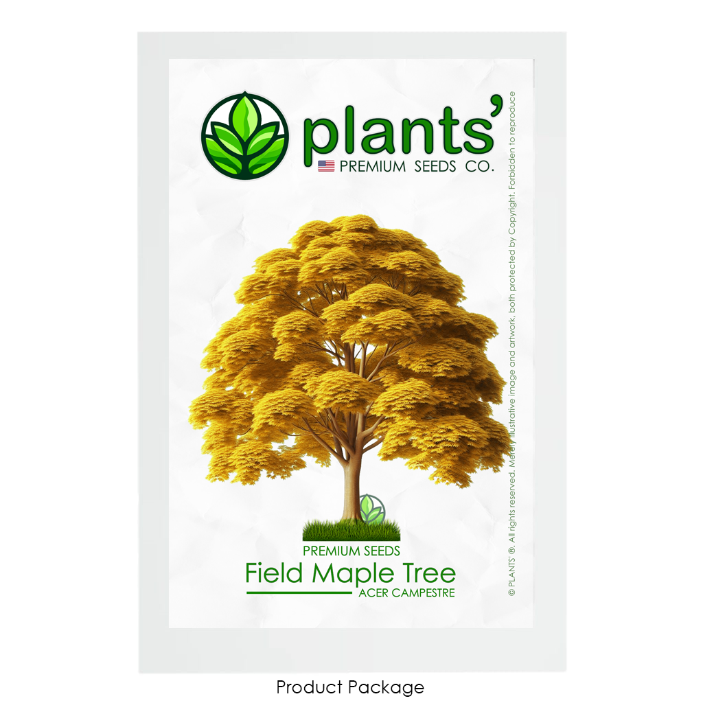 Field Maple Tree | Premium Seeds | Acer campestre 'Fall' | Plants'® - Plants'