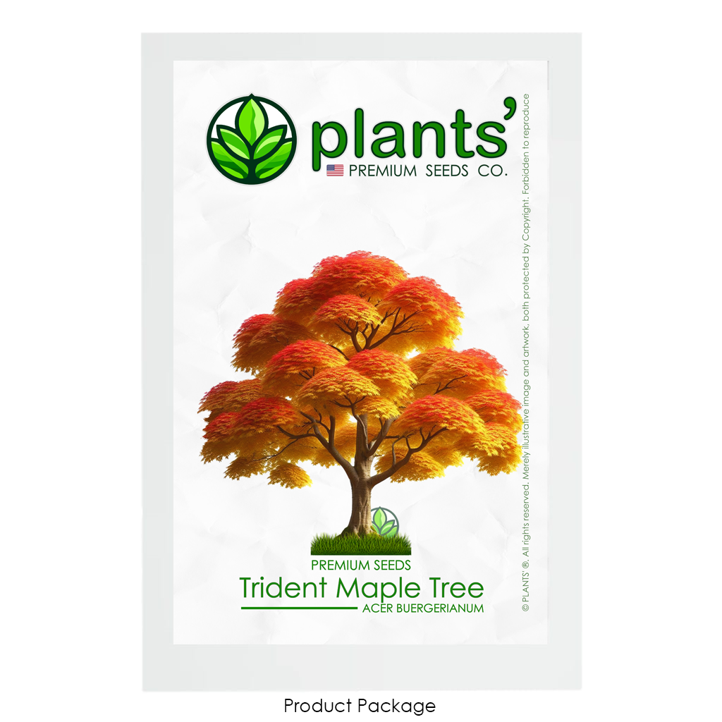 Trident Maple Tree | Premium Seeds | Acer buergerianum 'Fall' | Plants'® - Plants'