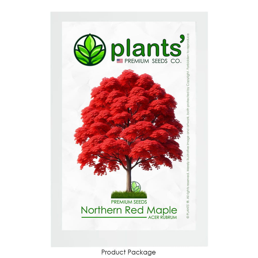 Northern Red Maple Tree | Premium Seeds | Acer rubrum 'Fall' | Plants'® - Plants'