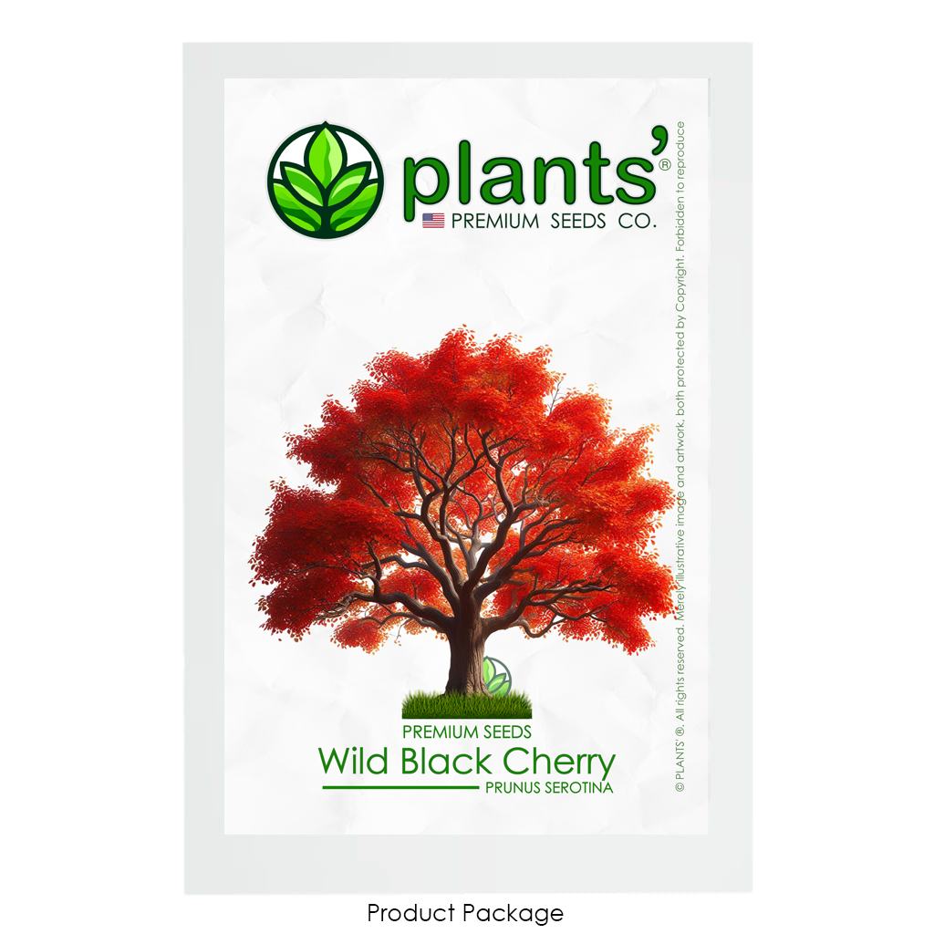 Wild Black Cherry Tree | Premium Seeds | Prunus serotina 'Fall' | Plants'® - Plants'