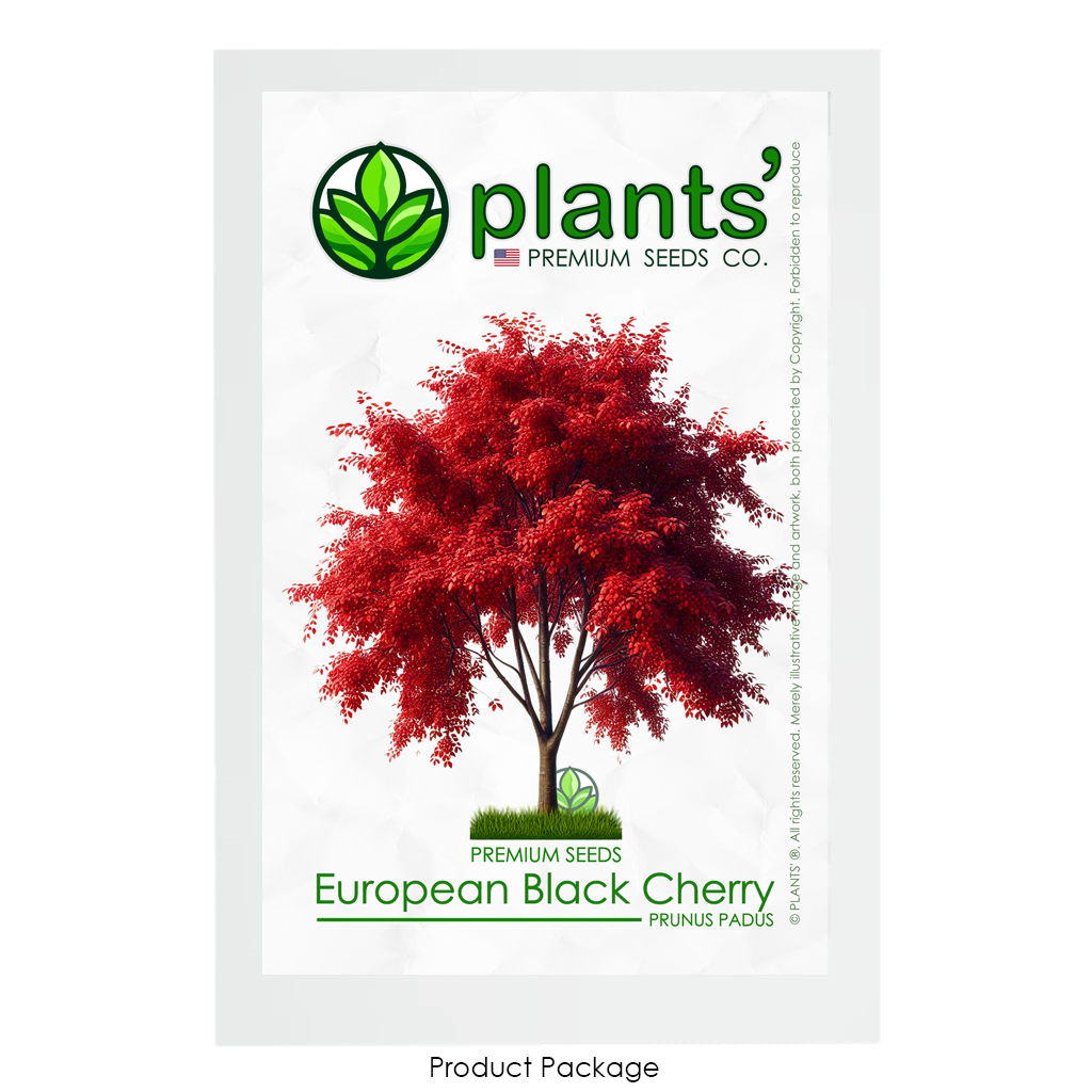 European Black Cherry Tree | Premium Seeds | Prunus padus 'Fall' | Plants'® - Plants'