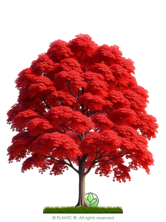 Southern Red Maple Tree | Premium Seeds | Acer rubrum 'Fall' | Plants'® - Plants'