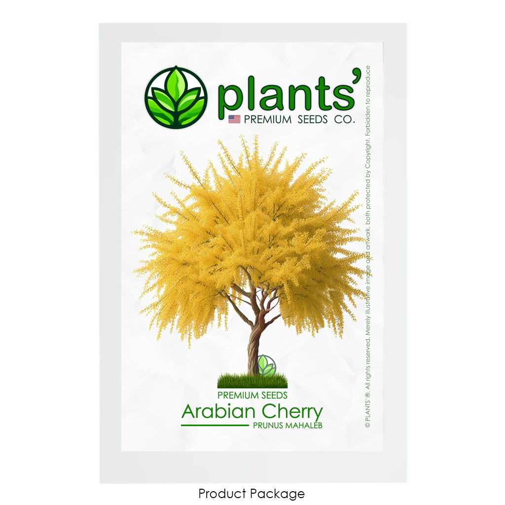 Arabian Cherry Tree | Premium Seeds | Prunus mahaleb 'Fall' | Plants' - Plants'