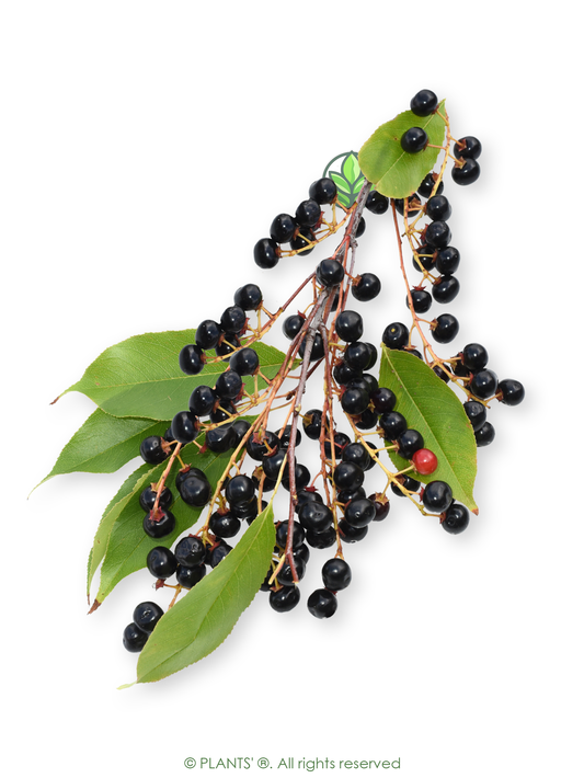 European Black Cherry | Premium Seeds | Prunus padus 'Fruit' | Plants'® - Plants'