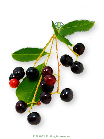 Wild Black Cherry | Premium Seeds | Prunus serotina 'Fruit' | Plants'® - Plants'