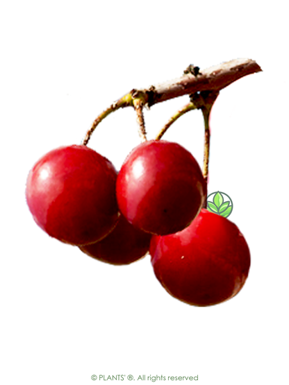 Japanese Sakuranbo Cherry WB | Premium Seeds | Prunus serrulata 'Spontanea' 'Fruit' | Plants'® - Plants'