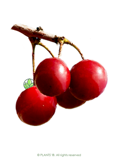 Japanese Sakuranbo Cherry PB | Premium Seeds | Prunus serrulata 'Fruit' | Plants'® - Plants'