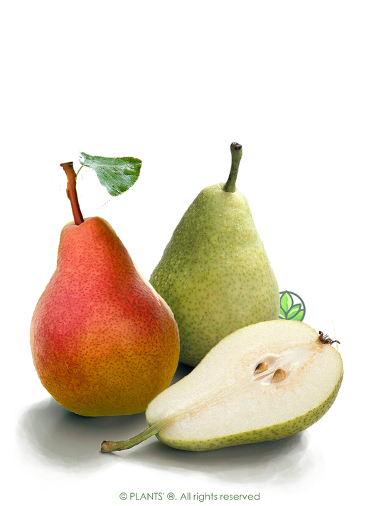 European Pear | Premium Seeds | Pyrus communis 'Fruit' | Plants'® - Plants'