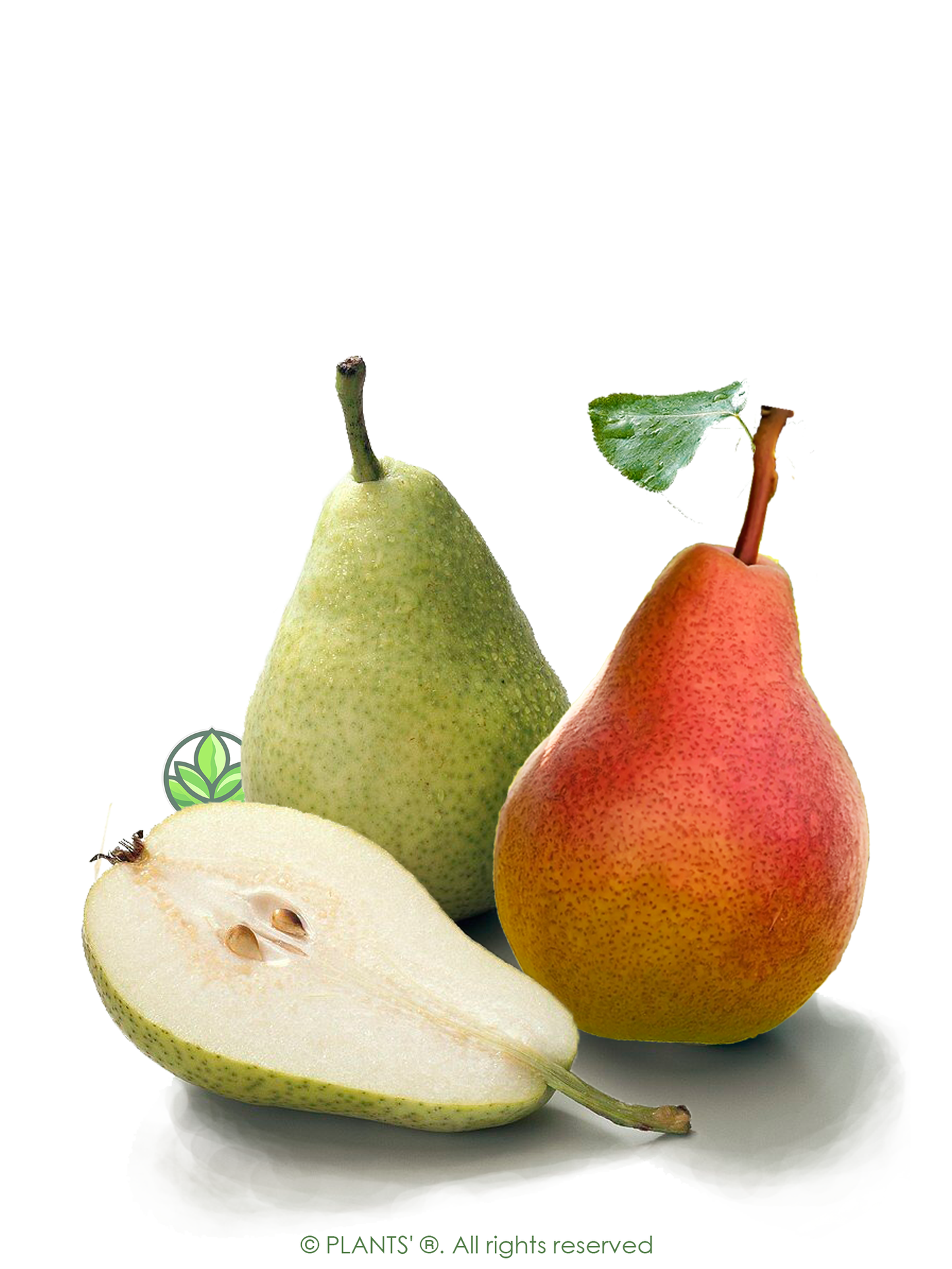 The Pear | Premium Seeds | Pyrus communis 'Fruit' | Plants'® - Plants'