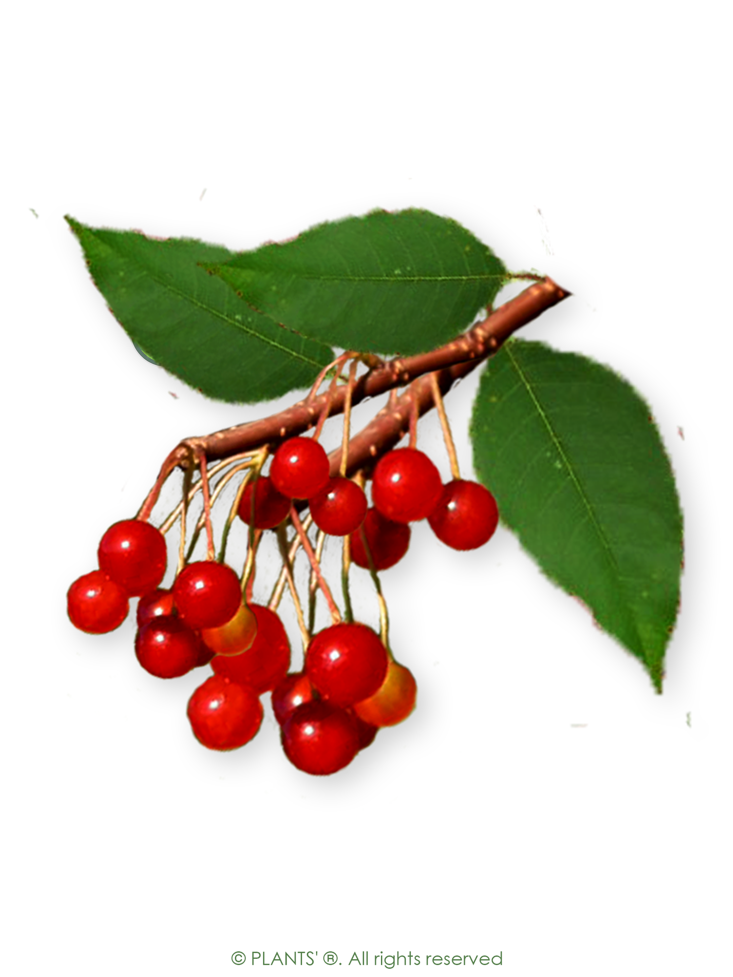 Pin Cherry | Premium Seeds | Prunus pensylvanica 'Fruit' | Plants'® - Plants'