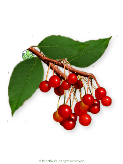 Fire Cherry | Premium Seeds | Prunus pensylvanica 'Fruit' | Plants'® - Plants'