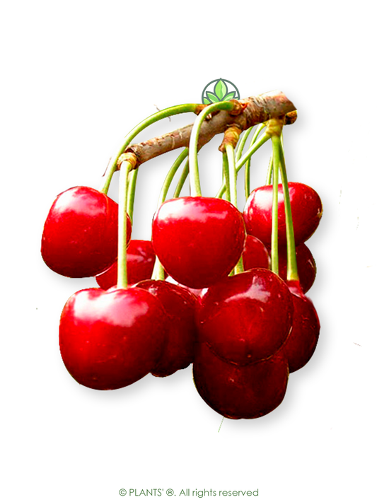 European Sweet Cherry | Premium Seeds | Prunus avium 'Fruit' | Plants'® - Plants'