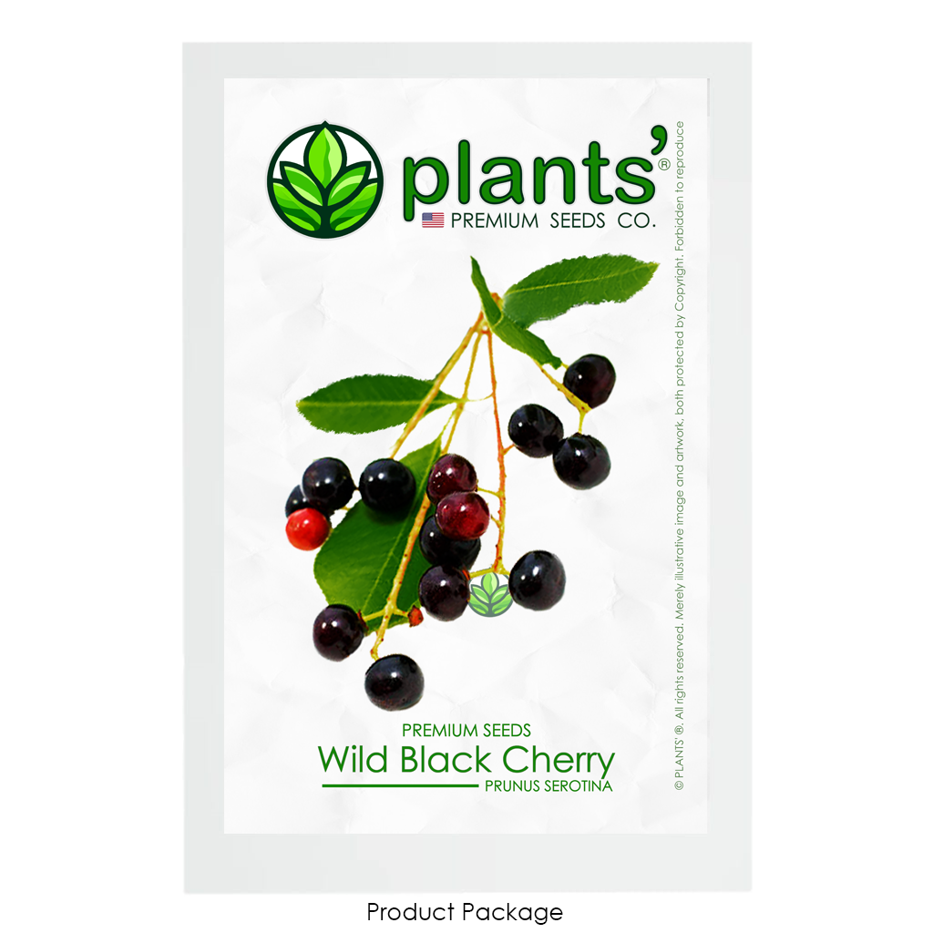 Wild Black Cherry | Premium Seeds | Prunus serotina 'Fruit' | Plants'® - Plants'