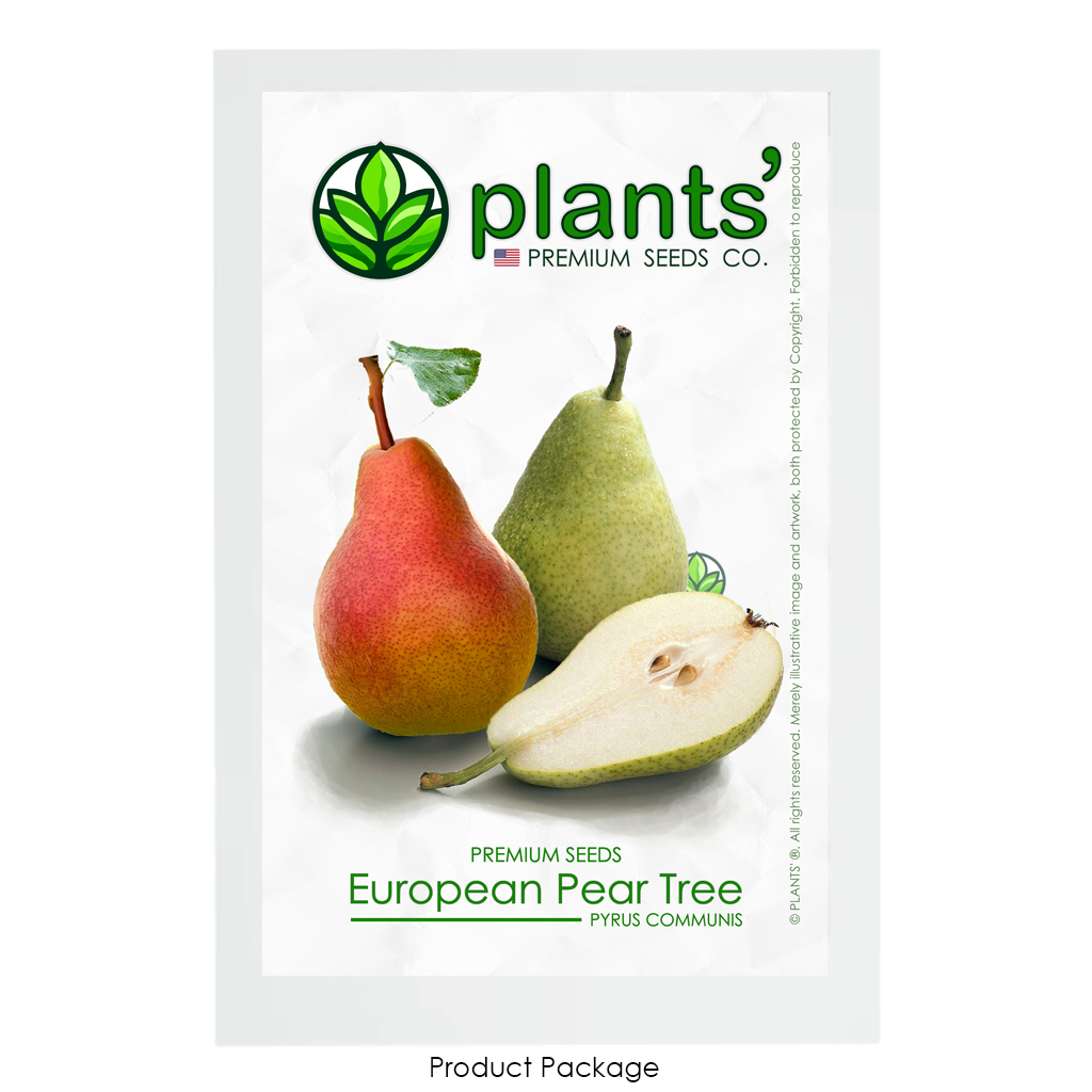 European Pear | Premium Seeds | Pyrus communis 'Fruit' | Plants'® - Plants'