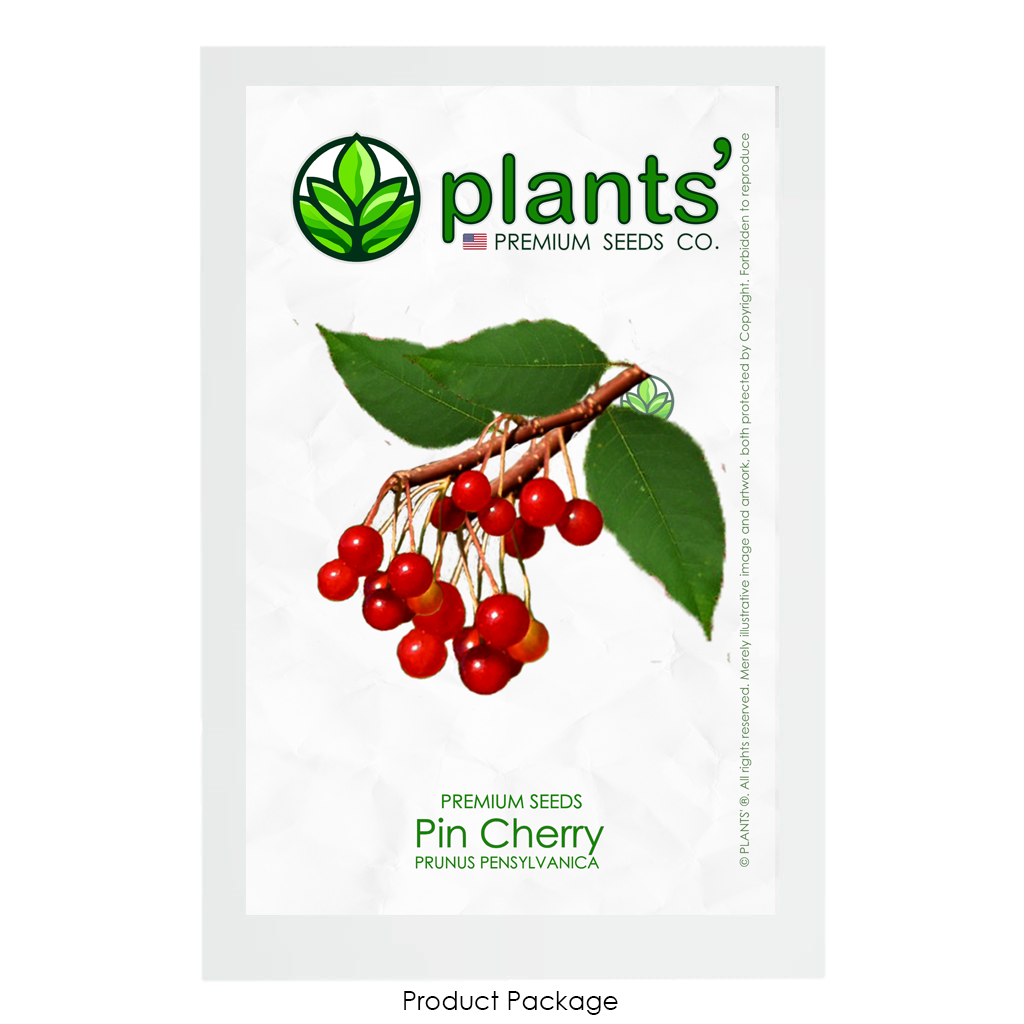 Pin Cherry | Premium Seeds | Prunus pensylvanica 'Fruit' | Plants'® - Plants'