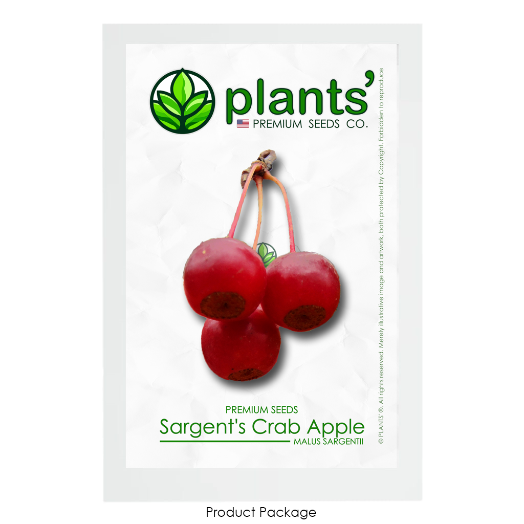 Sargent's Crabapple | Premium Seeds | Malus sargentii 'Fruit' | Plants'® - Plants'