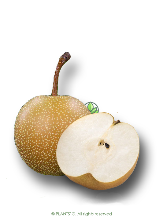 Asian Pear | Premium Seeds | Pyrus pyrifolia 'Fruit' | Plants'® - Plants'