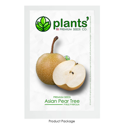 Asian Pear | Premium Seeds | Pyrus pyrifolia 'Fruit' | Plants'® - Plants'