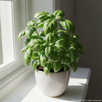 Genovese Basil | Premium Seeds | Ocimum basilicum var. genovese | Plants'®