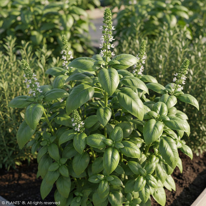 Genovese Basil | Premium Seeds | Ocimum basilicum var. genovese | Plants'®