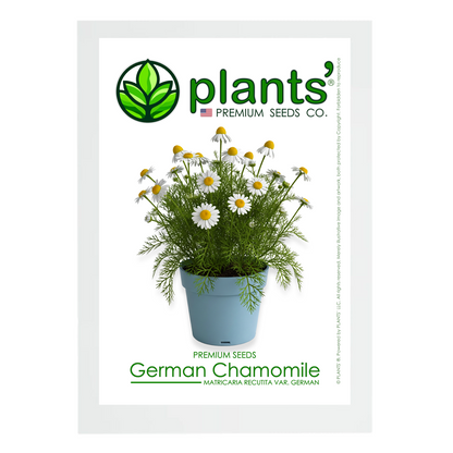 German Chamomile Flowers | Premium Seeds | Matricaria recutita 'German' | Plants'®