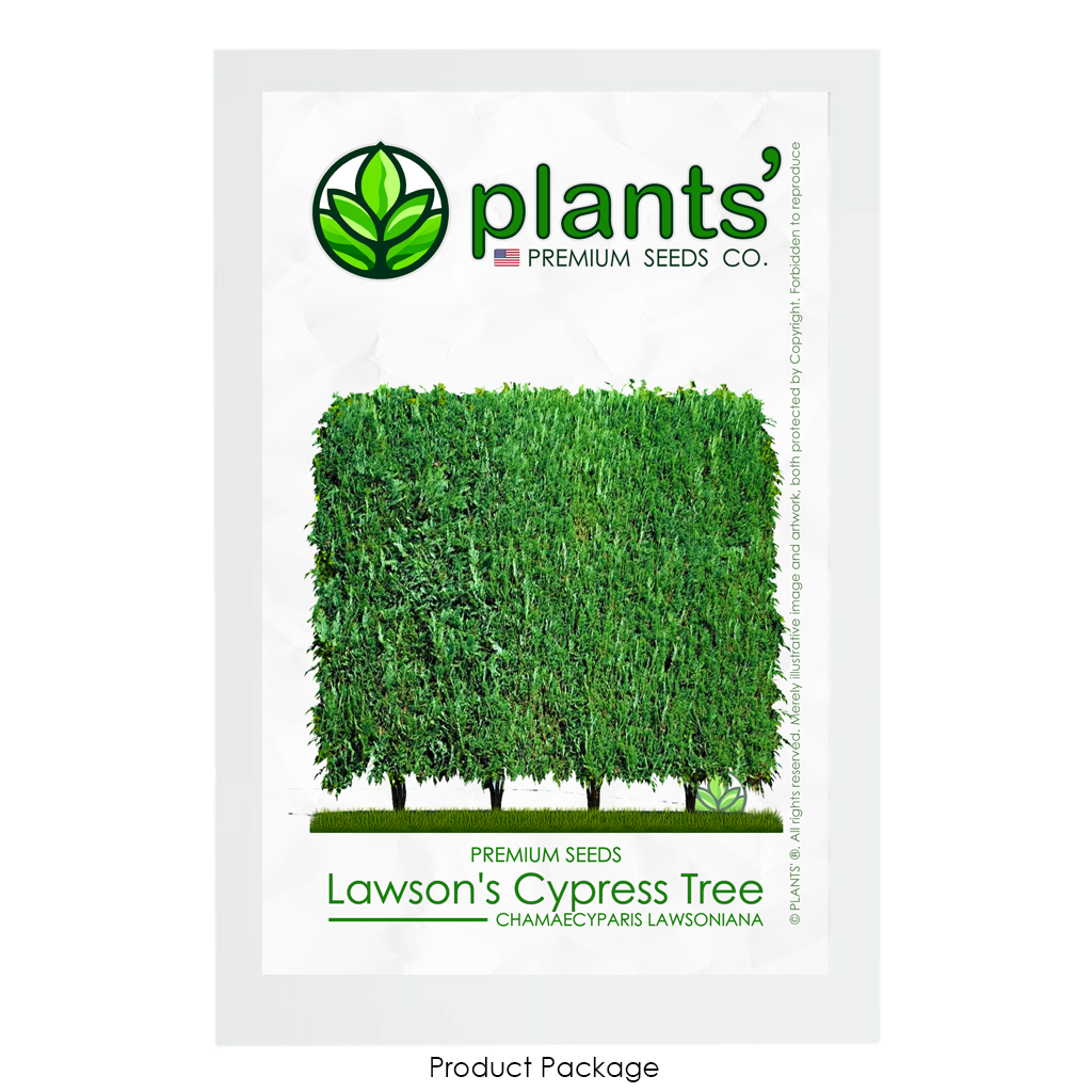 Lawson's Cypress Hedge | Premium Seeds | Chamaecyparis lawsoniana | Plants'® - Plants'
