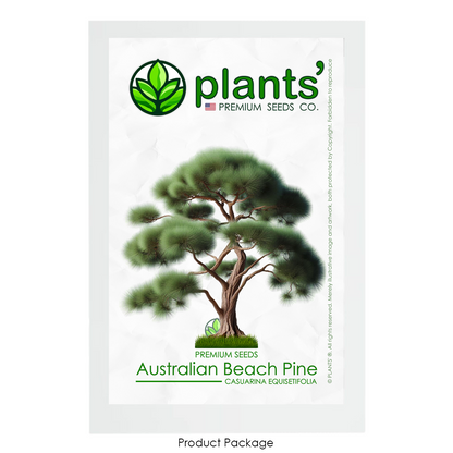 Australian Beach Pine Tree | Premium Seeds | Casuarina equisetifolia | Plants'® - Plants'