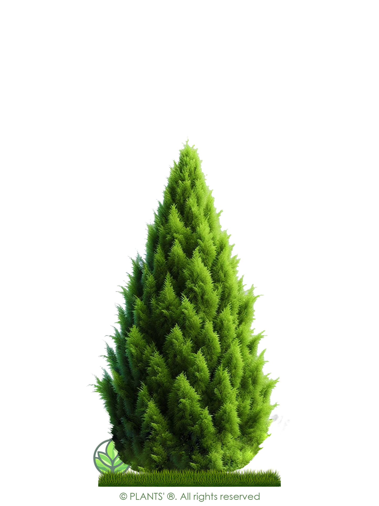 Monterey Cypress | Premium Seeds | Cupressus macrocarpa | Plants'® - Plants'