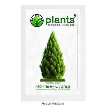 Monterey Cypress | Premium Seeds | Cupressus macrocarpa | Plants'® - Plants'