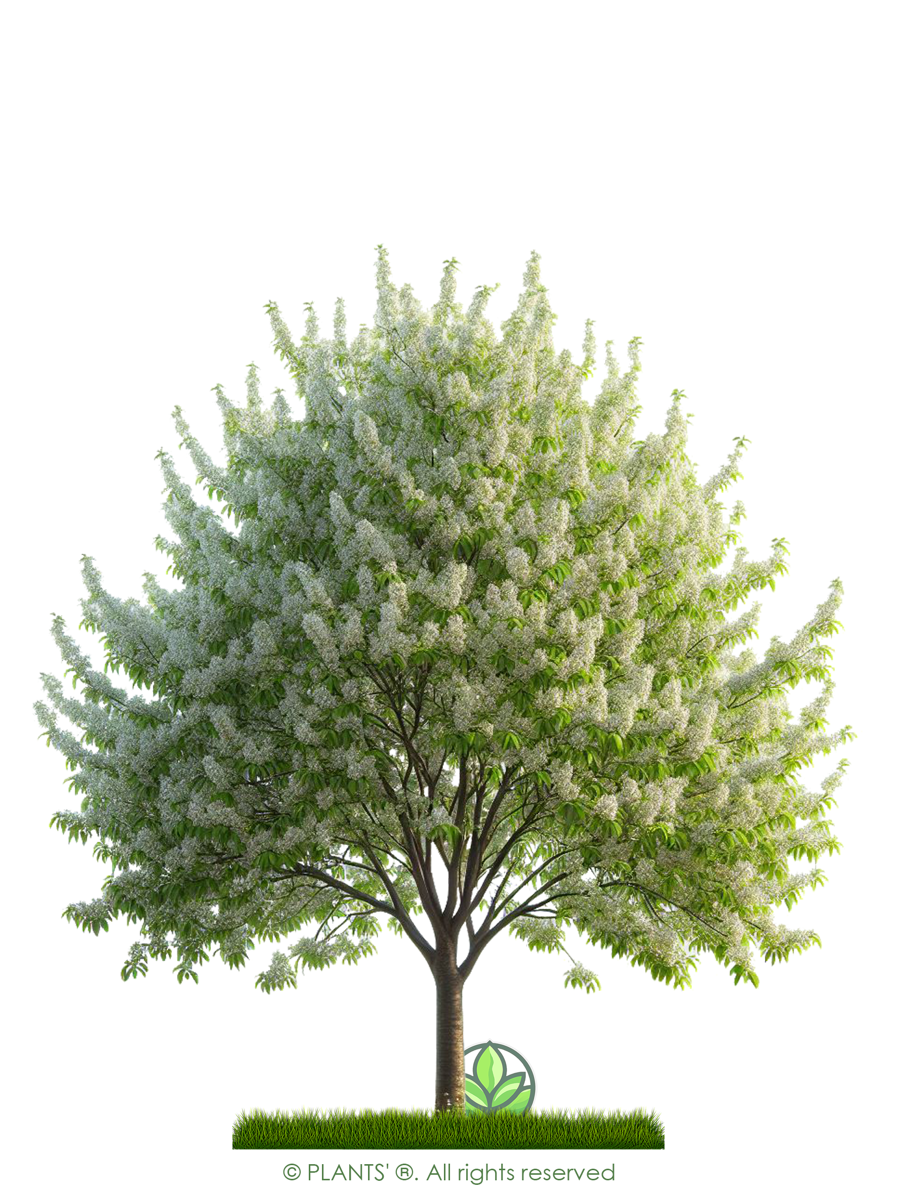 European Black Cherry Tree | Premium Seeds | Prunus padus 'Spring' | Plants'® - Plants'