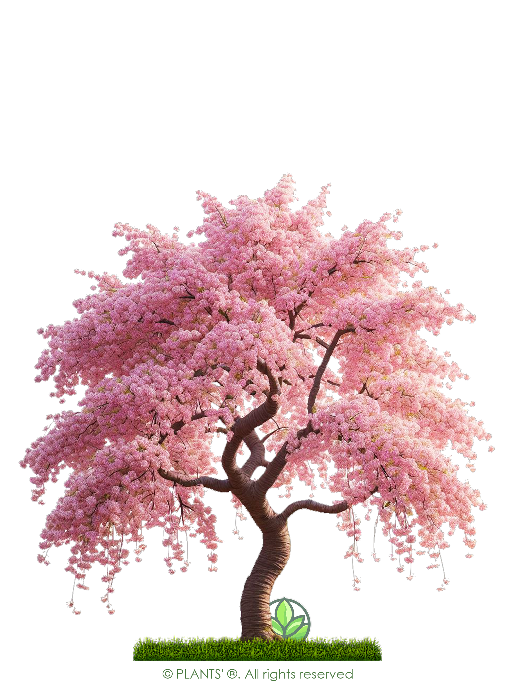 Japanese Flowering Cherry Tree | Premium Seeds | Prunus serrulata 'Spring' | Plants'® - Plants'