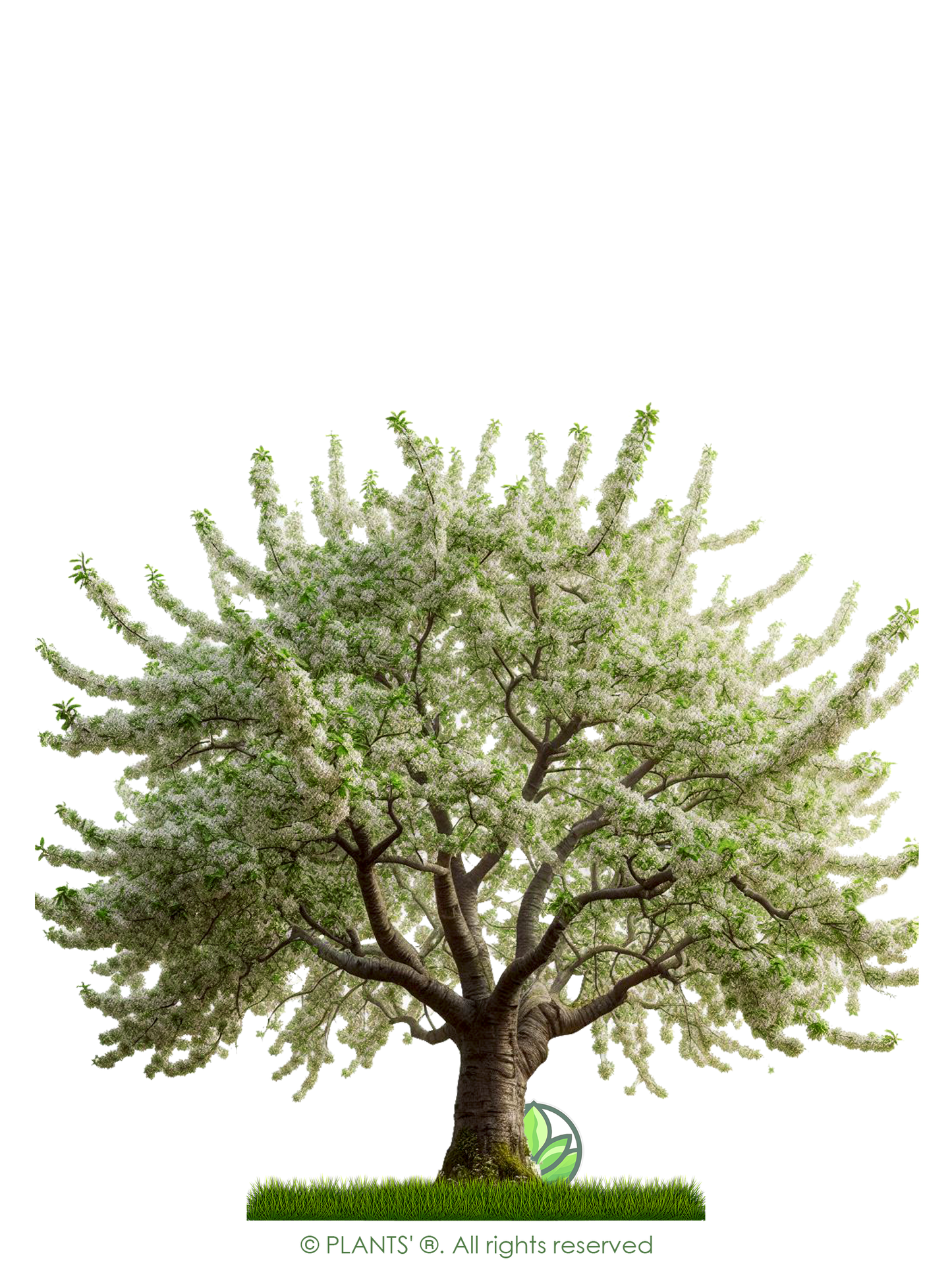 Wild Black Cherry Tree | Premium Seeds | Prunus serotina 'Spring' | Plants'® - Plants'