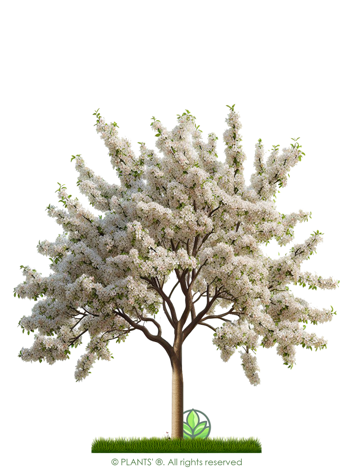 Sargent's Crabapple Tree | Premium Seeds | Malus sargentii 'Spring' | Plants'® - Plants'