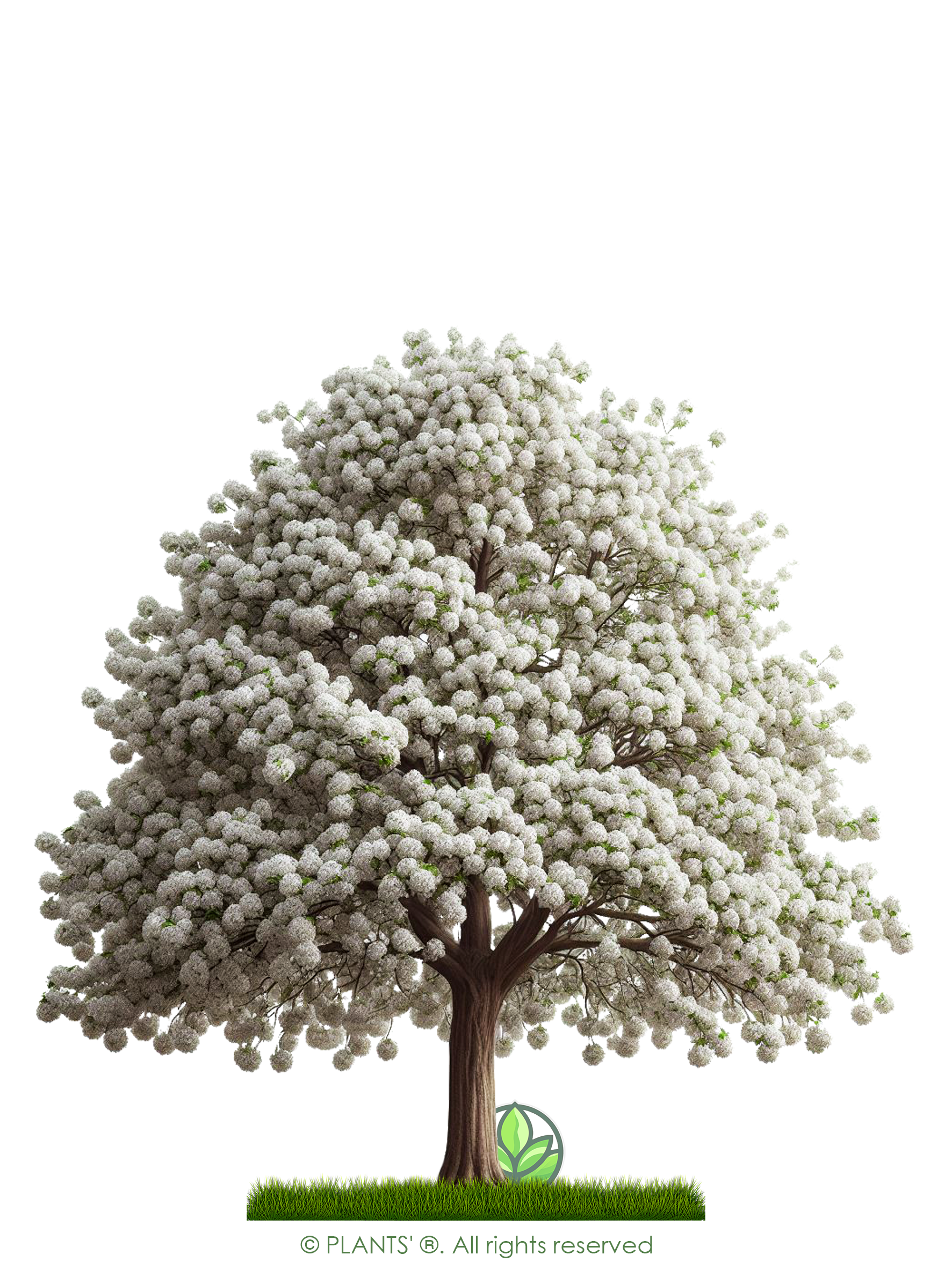 The Pear Tree | Premium Seeds | Pyrus communis 'Spring' | Plants'® - Plants'