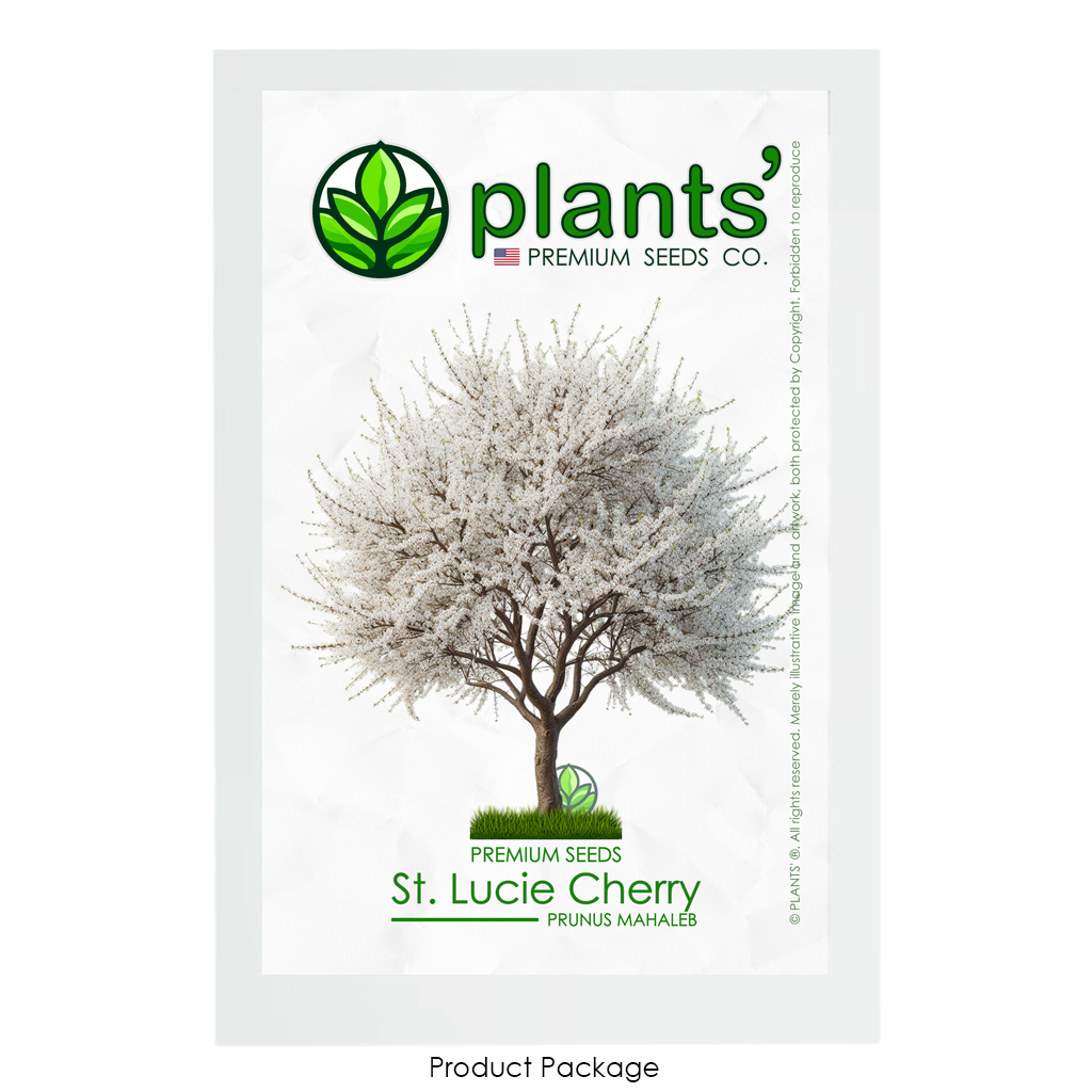 St. Lucie Cherry Tree | Premium Seeds | Prunus mahaleb 'Spring' | Plants'® - Plants'