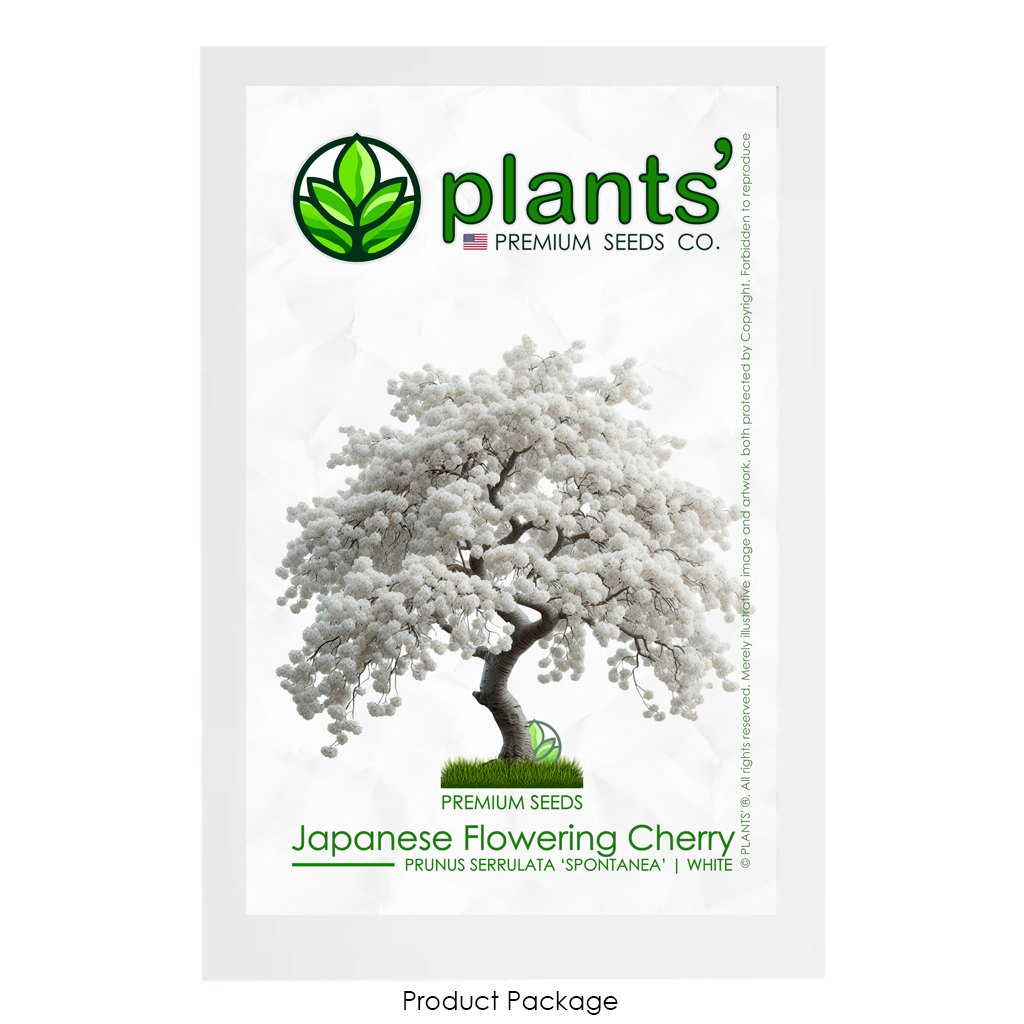 White Japanese Flowering Cherry | Premium Seeds | Prunus serrulata 'Spontanea' | Plants'® - Plants'