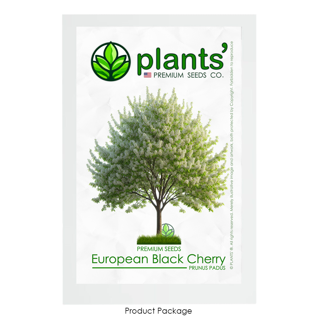 European Black Cherry Tree | Premium Seeds | Prunus padus 'Spring' | Plants'® - Plants'