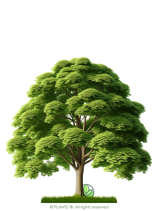 Field Maple Tree | Premium Seeds | Acer campestre 'Summer' | Plants'® - Plants'