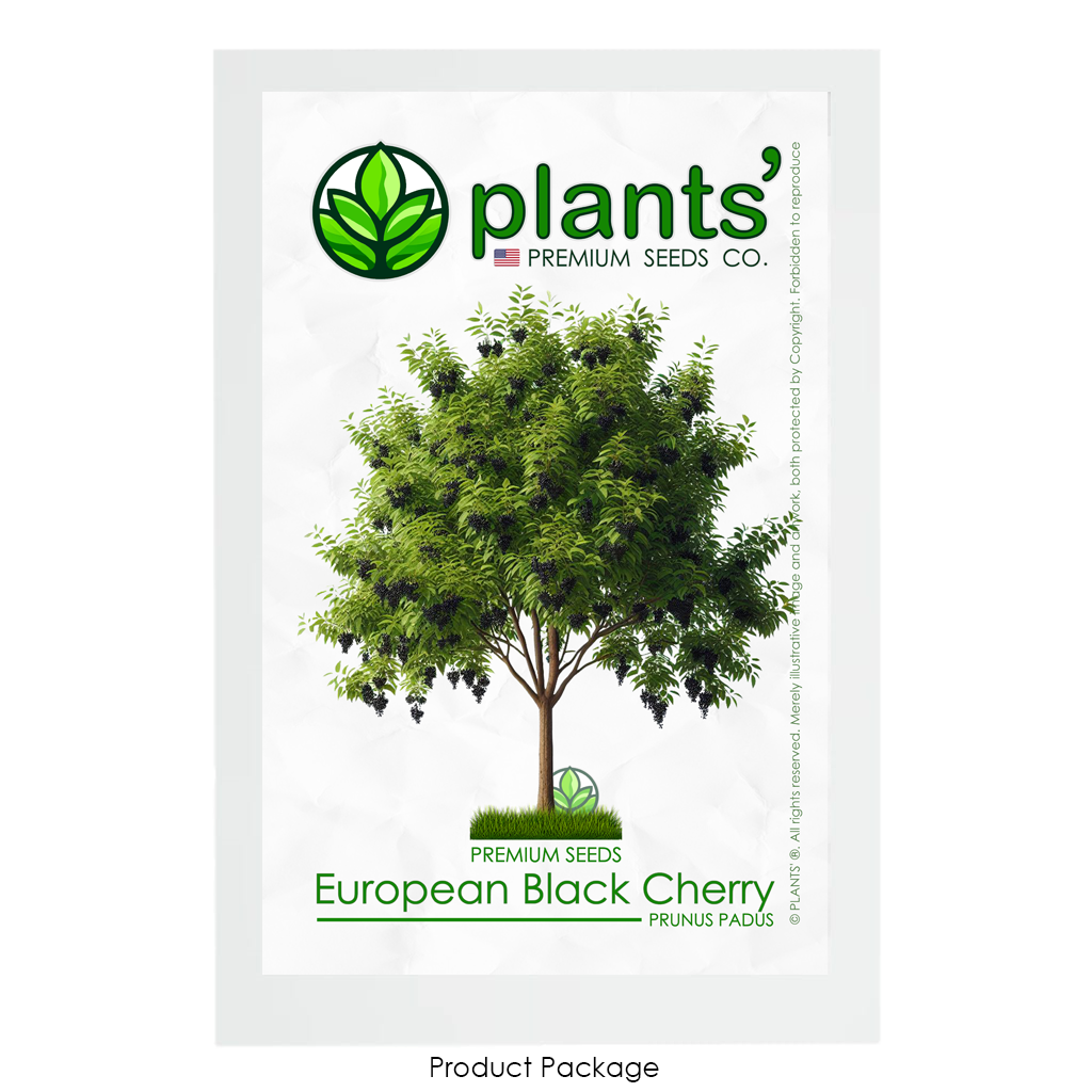 European Black Cherry Tree | Premium Seeds | Prunus padus 'Summer' | Plants'® - Plants'