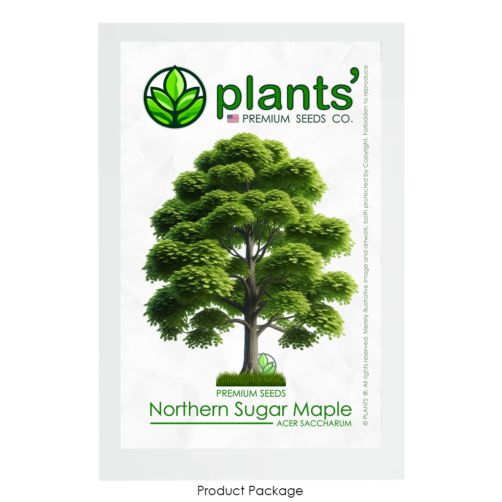 Northern Sugar Maple Tree | Premium Seeds | Acer saccharum 'Summer' |  Plants'® - Plants'