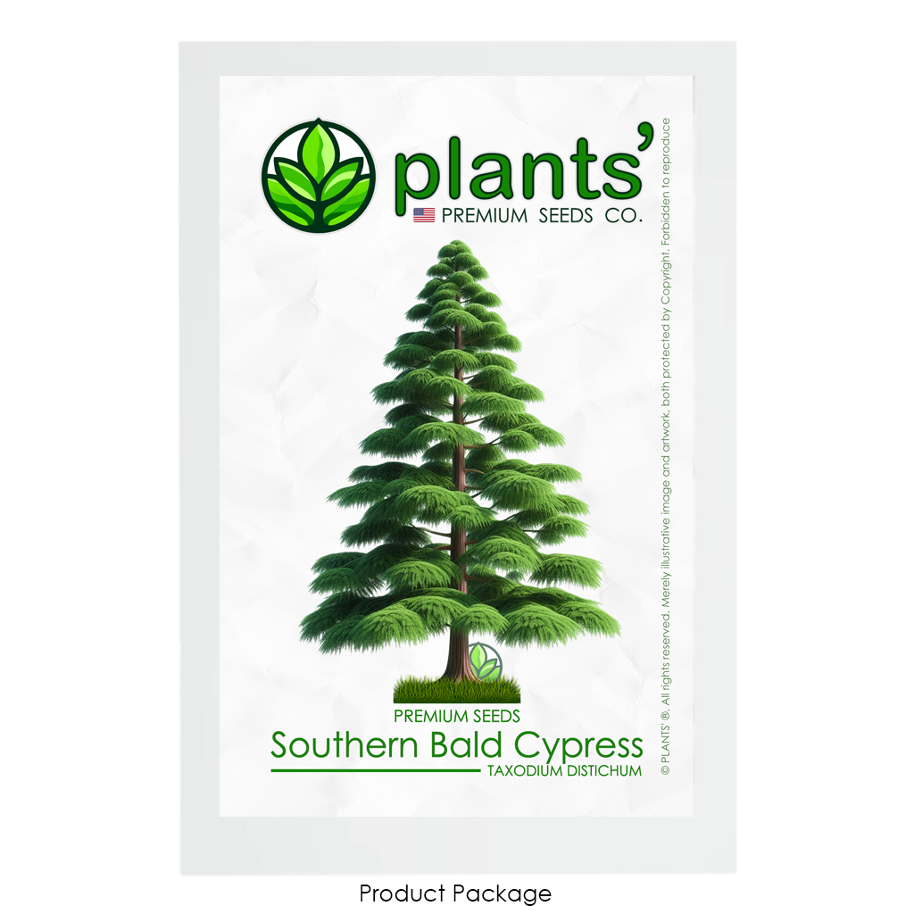 Southern Bald Cypress Tree | Premium Seeds | Taxodium distichum 'Summer' | Plants'® - Plants'