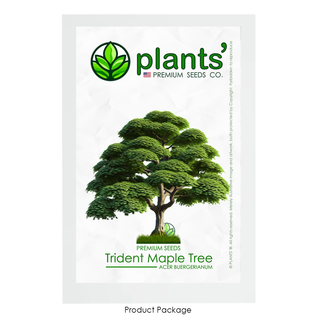 Trident Maple Tree | Premium Seeds | Acer buergerianum 'Summer' | Plants'® - Plants'