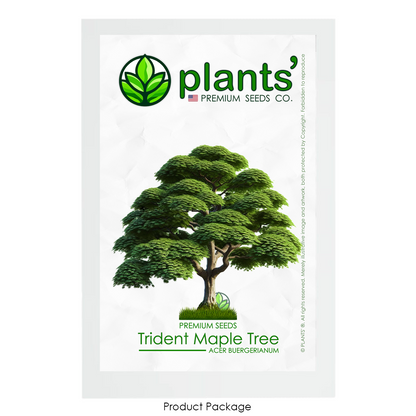 Trident Maple Tree | Premium Seeds | Acer buergerianum 'Summer' | Plants'® - Plants'