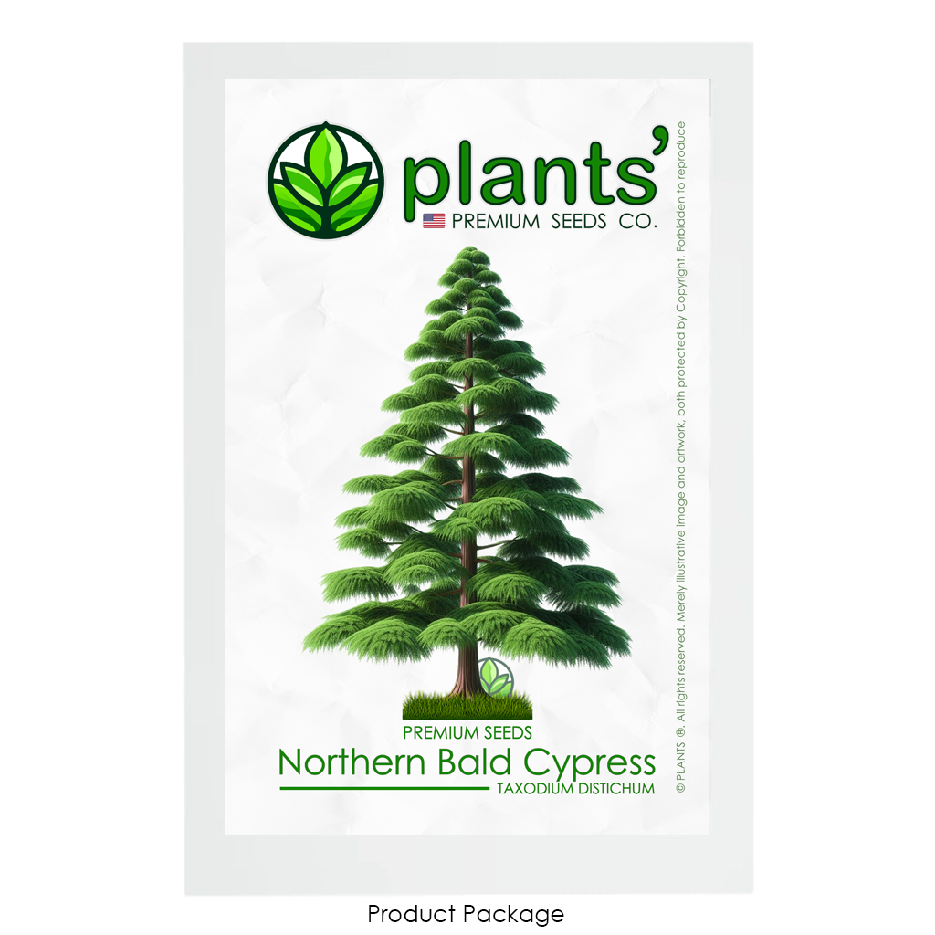 Northern Bald Cypress Tree | Premium Seeds | Taxodium distichum 'Summer' | Plants'® - Plants'