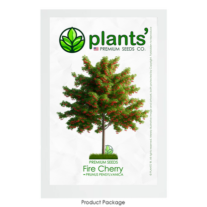 Fire Cherry Tree | Premium Seeds | Prunus pensylvanica 'Summer' | Plants'® - Plants'