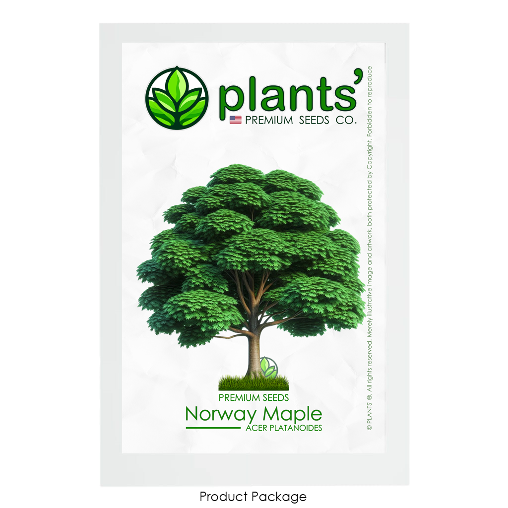 Norway Maple Tree | Premium Seeds | Acer platanoides 'Summer' | Plants'® - Plants'