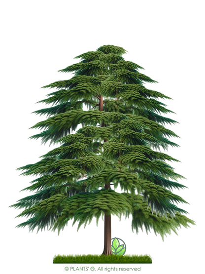 Montezuma Cypress Tree | Premium Seeds | Taxodium mucronatum | Plants'® - Plants'