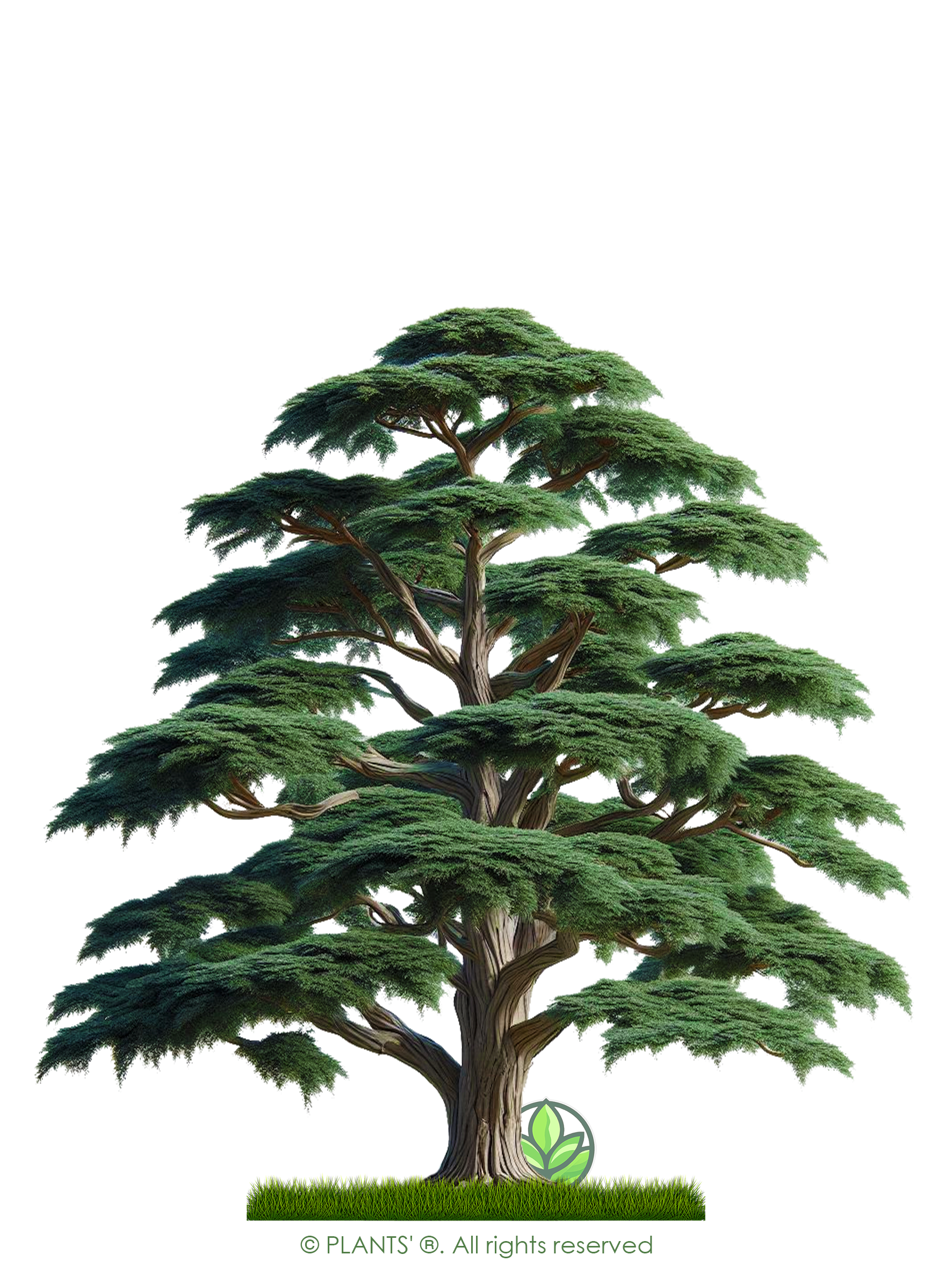 Monterey Cypress Tree | Premium Seeds | Cupressus macrocarpa | Plants'® - Plants'