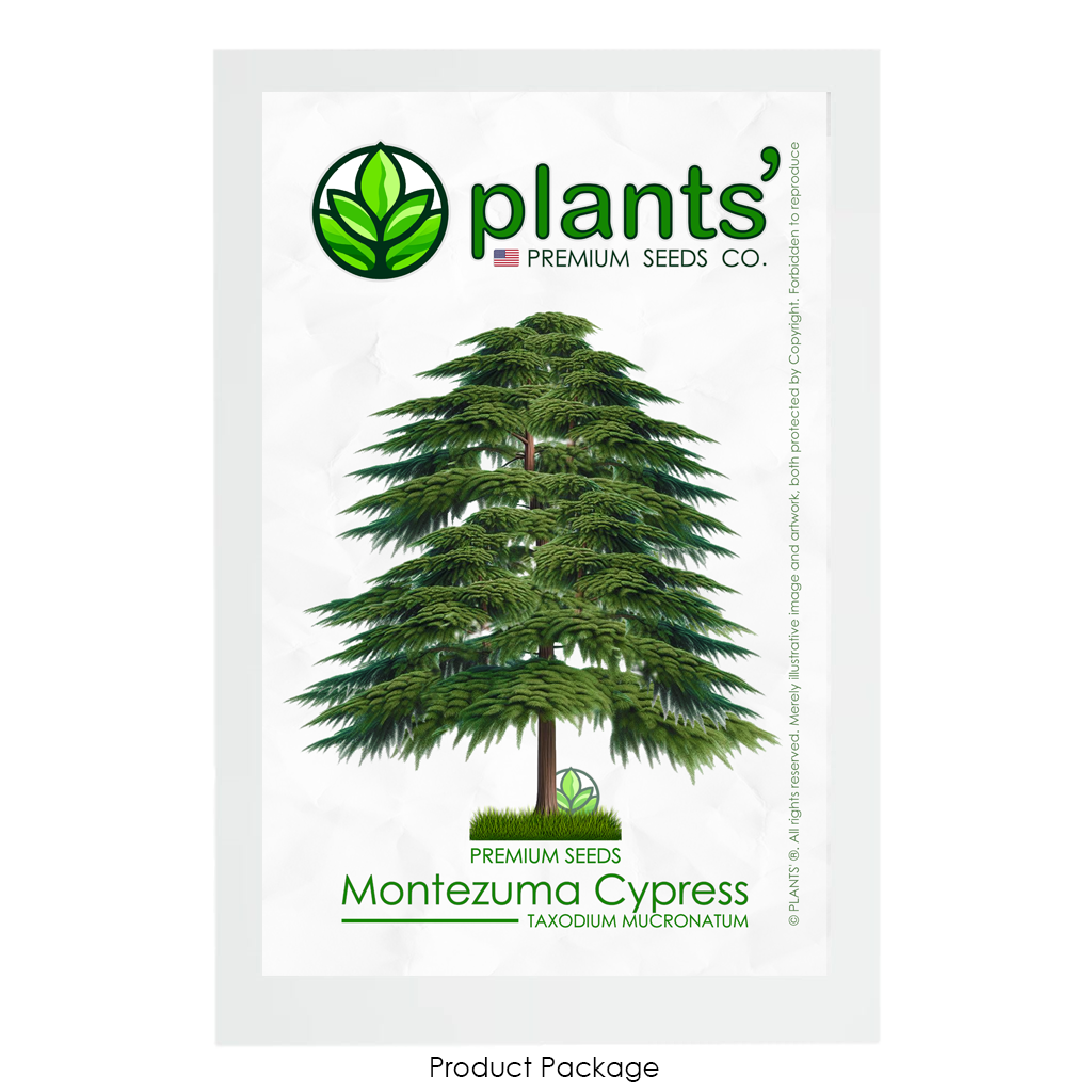 Montezuma Cypress Tree | Premium Seeds | Taxodium mucronatum | Plants'® - Plants'